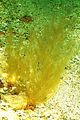 Arthrocladia villosa2
